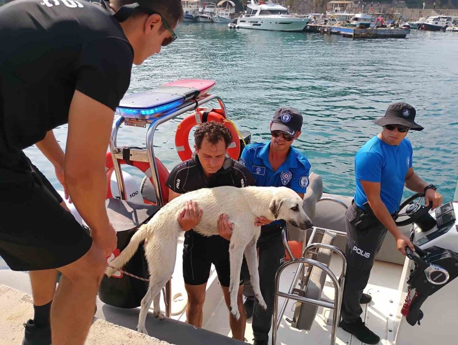 Deniz Polisinden Yürekleri Isıtan Sokak Köpeği Kurtarma Görevi