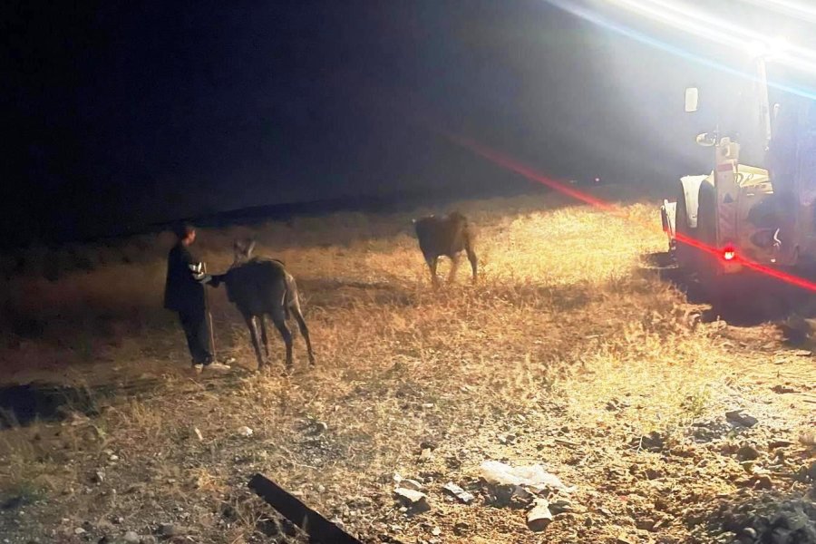 Foseptik Çukuruna Düşen İnek Ve Eşeği İtfaiye Kurtardı