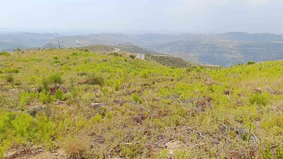 Cumhuriyet Tarihinin En Büyük Yangınının Yaşandığı Bölgede Yeşile Dönüş Tamamlandı