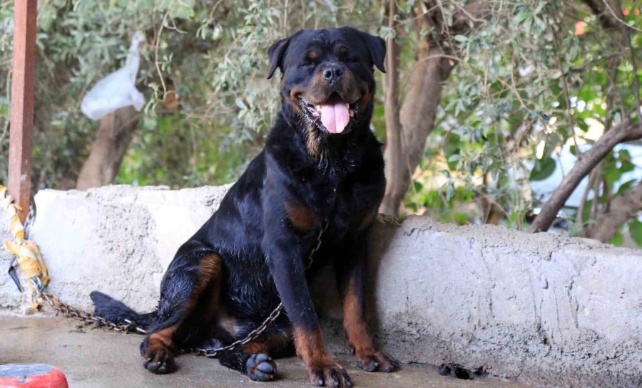 Köpeğin Isırdığı Alkollü Adam Yüzünden Yaralandı, Polis Ekiplerine Direndi