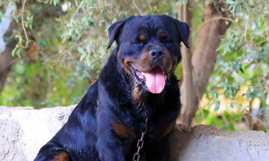 Köpeğin Isırdığı Alkollü Adam Yüzünden Yaralandı, Polis Ekiplerine Direndi