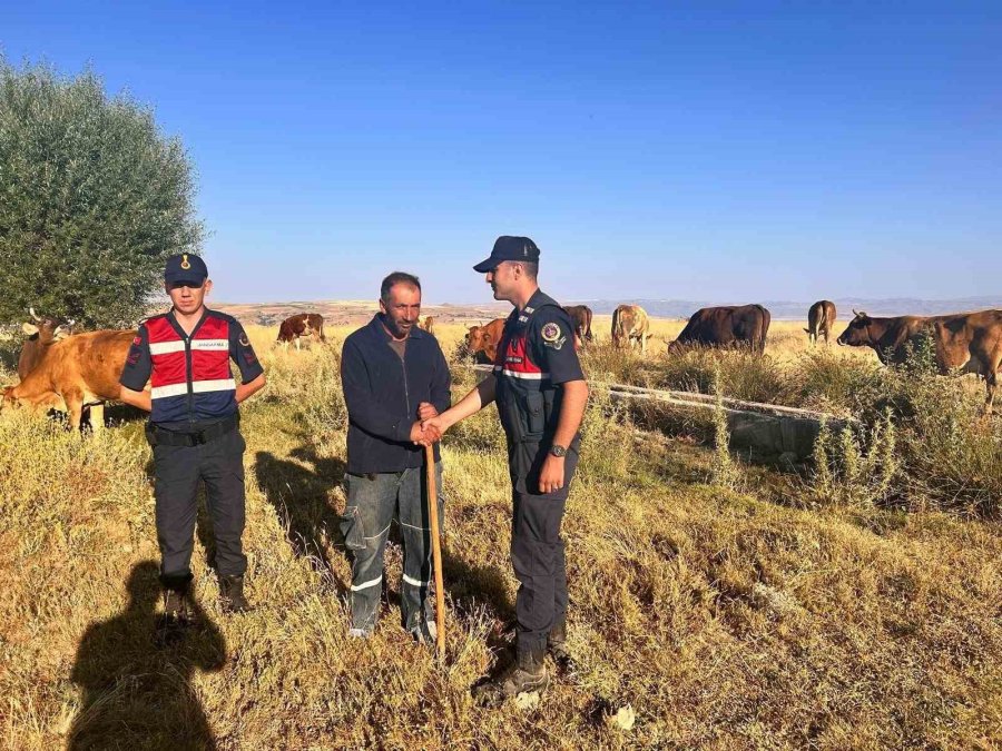 Kaybolan Hayvanları Jandarma Buldu