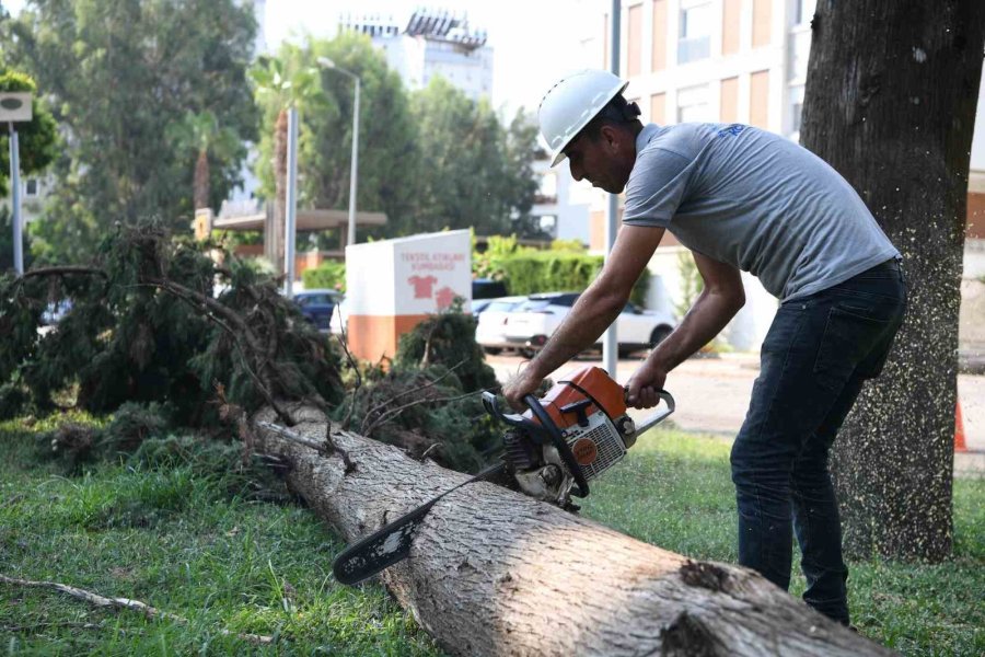 Antalya’da Fırtına Sonrası Gece Boyunca ’devrilen Ağaç’ Mesaisi