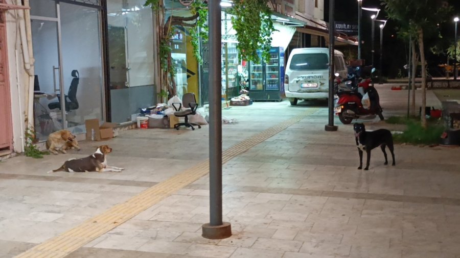 Evinin Kapısı Önünde Sokak Köpeğinin Saldırısına Uğradı, Baldırından Isırıldı