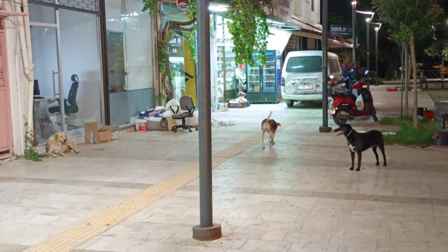 Evinin Kapısı Önünde Sokak Köpeğinin Saldırısına Uğradı, Baldırından Isırıldı