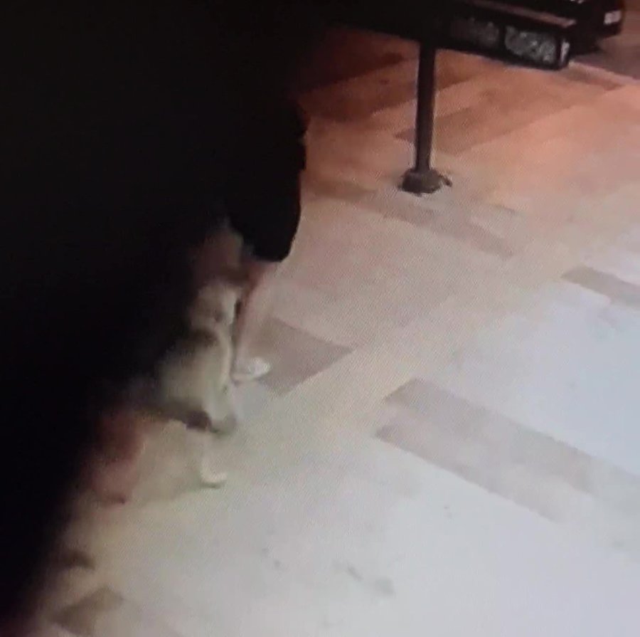 Evinin Kapısı Önünde Sokak Köpeğinin Saldırısına Uğradı, Baldırından Isırıldı