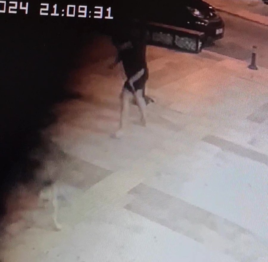 Evinin Kapısı Önünde Sokak Köpeğinin Saldırısına Uğradı, Baldırından Isırıldı