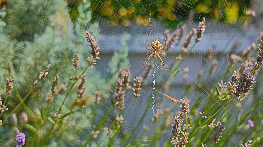 Dünyanın En Zehirli Örümceklerinden ’loplu Örümcek’ Aksaray’da Görüldü