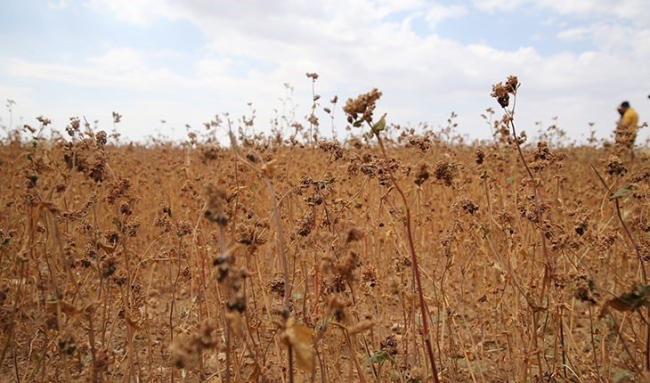 Eskişehir’de Karabuğday Tanıtım Toplantısı