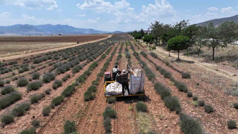 Başkan Altay: "lavanta Desteğiyle Hem Bölge Turizmine Hem De Çiftçimize Katkı Sağladık"