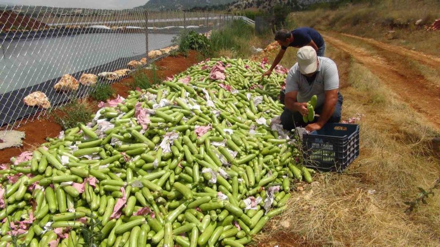 Kabak Üreticisi İhracat İçin Yeni Ülkeler Arıyor