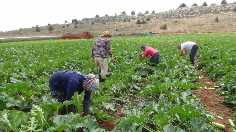 Kabak Üreticisi İhracat İçin Yeni Ülkeler Arıyor