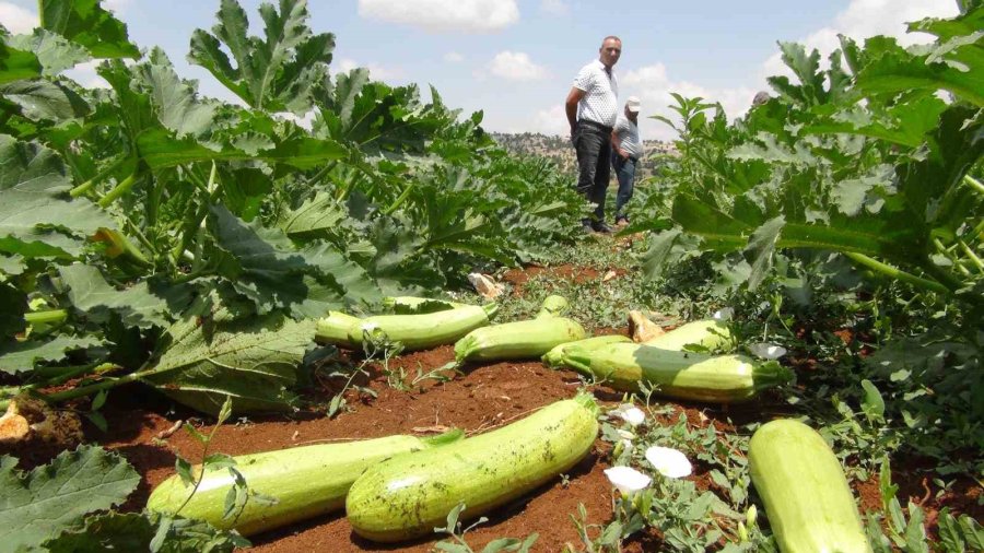 Kabak Üreticisi İhracat İçin Yeni Ülkeler Arıyor