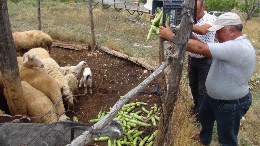 Kabak Üreticisi İhracat İçin Yeni Ülkeler Arıyor