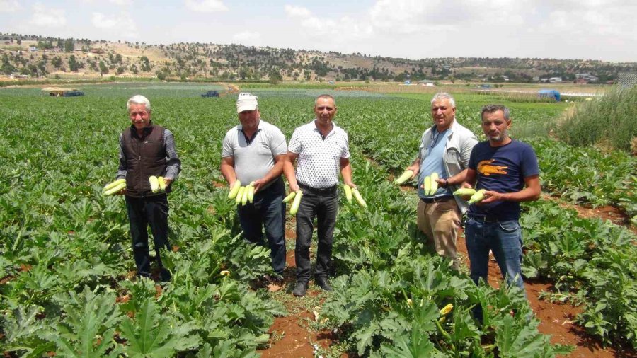 Kabak Üreticisi İhracat İçin Yeni Ülkeler Arıyor