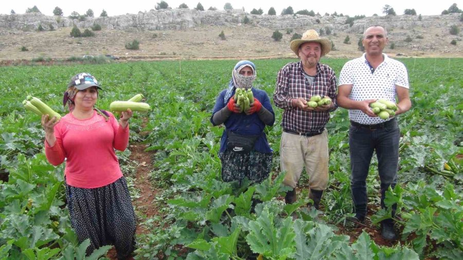 Kabak Üreticisi İhracat İçin Yeni Ülkeler Arıyor