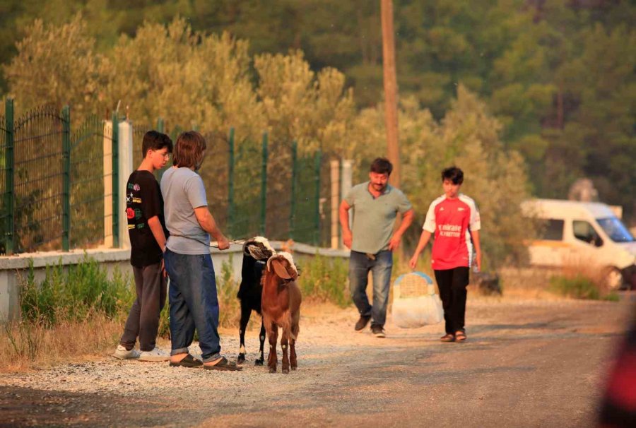 Antalya’daki Orman Yangınında 7 Ev Boşaltıldı