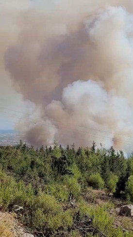 Antalya’da Ormanlık Alanda Yangın