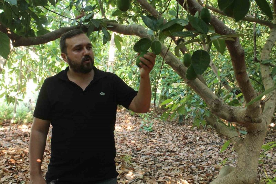 Avokadoda Erken Hasat Uyarısı