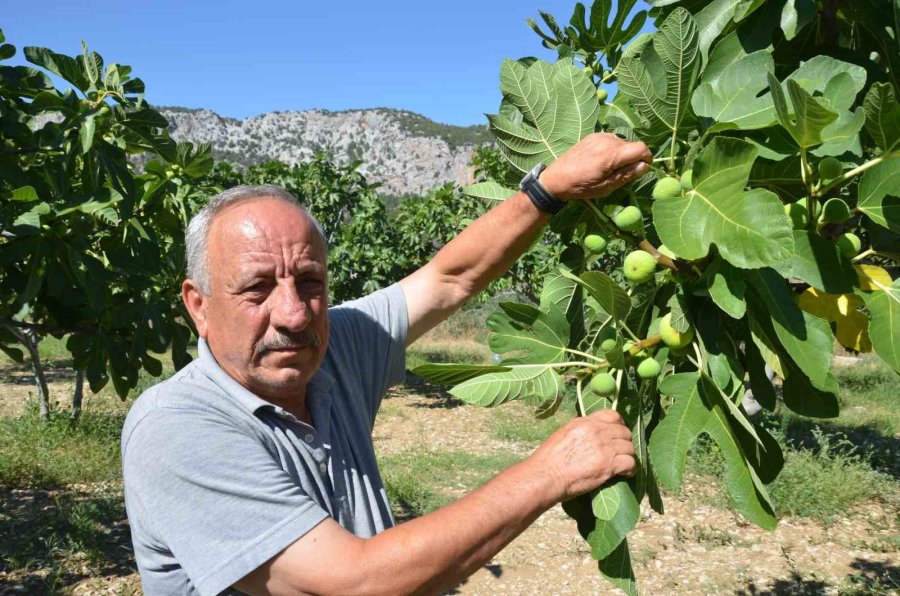 800 Rakımlı Mahallede Yaş İncir Rekoltesi Üreticinin Yüzünü Güldürecek