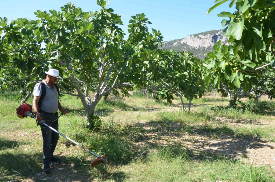 800 Rakımlı Mahallede Yaş İncir Rekoltesi Üreticinin Yüzünü Güldürecek