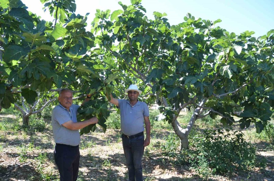 800 Rakımlı Mahallede Yaş İncir Rekoltesi Üreticinin Yüzünü Güldürecek