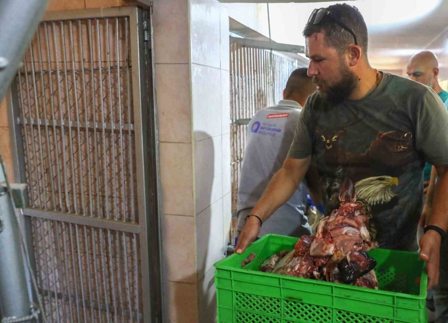 Bengal Kaplanları İçin Etten Pasta Yapıldı