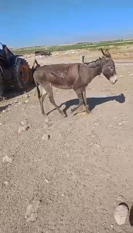 Niğde’de Kuyuya Düşen Eşek Kurtarıldı