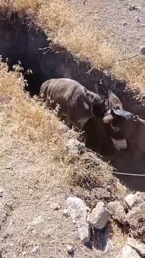 Niğde’de Kuyuya Düşen Eşek Kurtarıldı