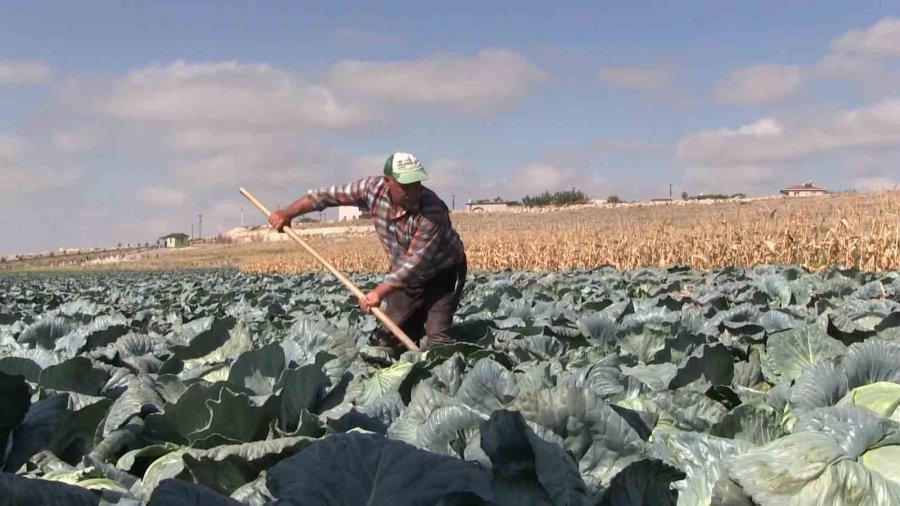 Niğde’de Turfanda Lahana Hasadına Başlanıldı