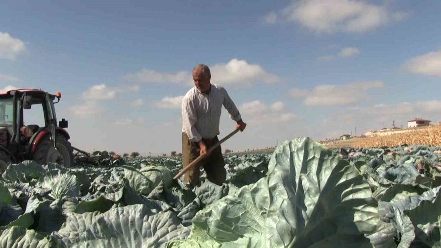 Niğde’de Turfanda Lahana Hasadına Başlanıldı