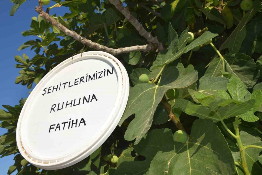 Ağaçtan İncir Yiyenlerden Astığı Yazı İle Şehitlerin Ruhuna Fatiha İstedi