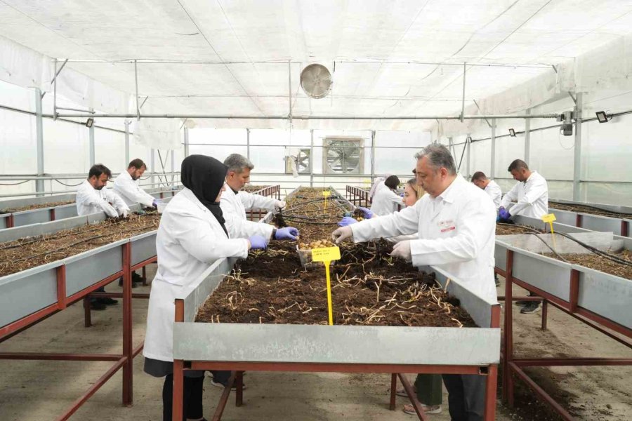 Yerli Patates Çeşitleri Sofralara Geliyor