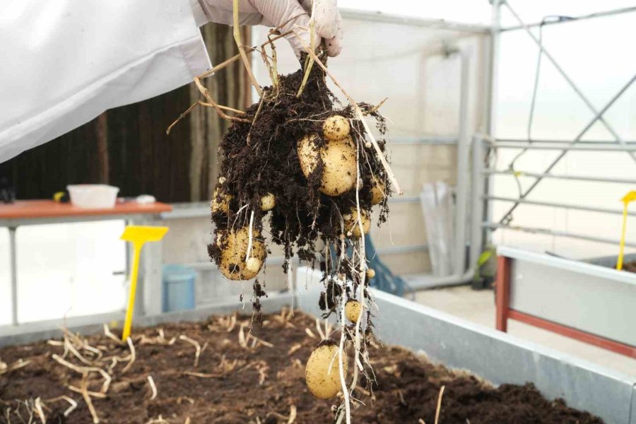 Yerli Patates Çeşitleri Sofralara Geliyor