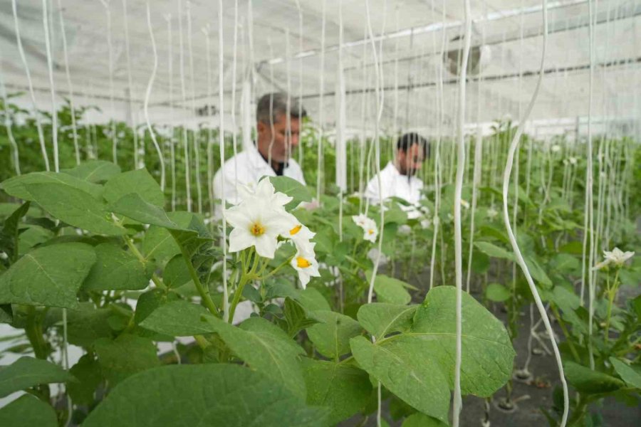 Yerli Patates Çeşitleri Sofralara Geliyor