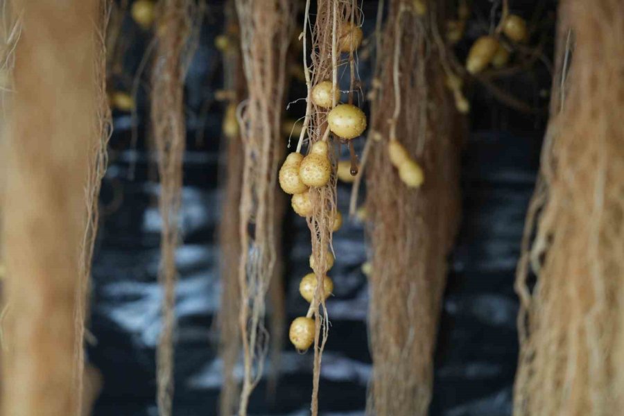 Yerli Patates Çeşitleri Sofralara Geliyor