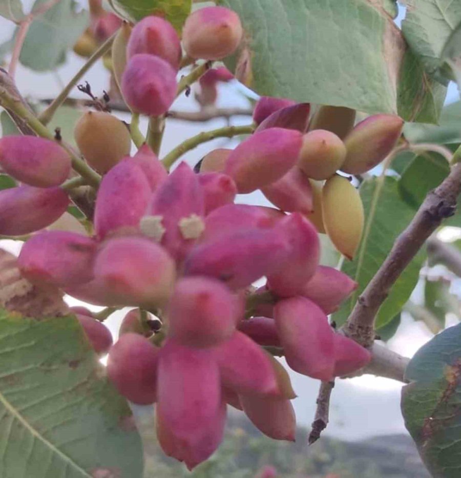 Mersin’de Fıstık Hasadı