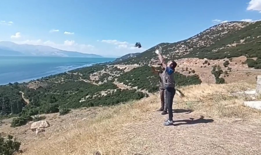 Yavru Kukumav, Üveyik Ve Tepeli Guguk Kuşları Tedavi Edilerek Doğaya Salındı