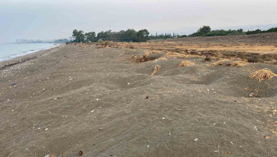 200 Binden Fazla Deniz Kaplumbağası Akdeniz’le Buluşuyor: İlk Yavrular Çıktı