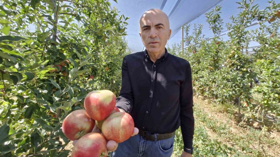 Karaman’da Erkenci Elma Hasadı Başladı