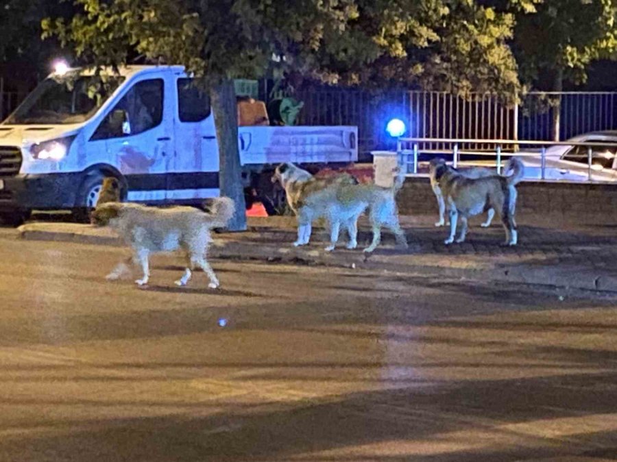 Sürü Halinde Gezen Sokak Hayvanları Endişeye Neden Oluyor