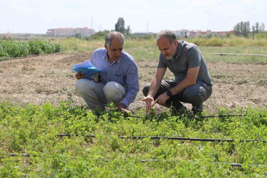 Niğde’de ‘ipek’ İsmi Verilen Yeni Yonca Çeşidi Geliştirildi