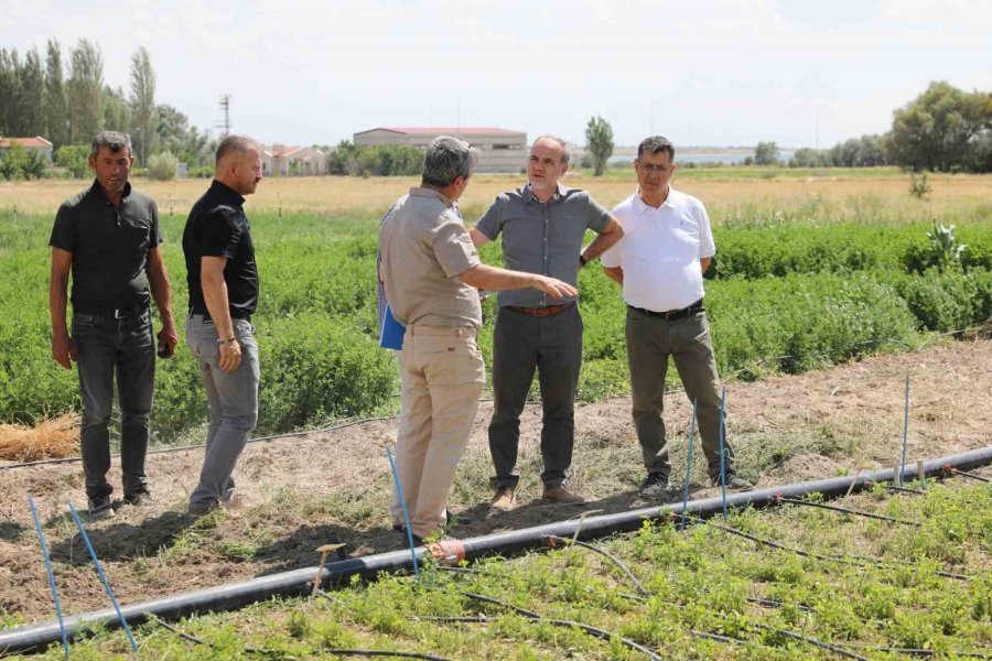 Niğde’de ‘ipek’ İsmi Verilen Yeni Yonca Çeşidi Geliştirildi