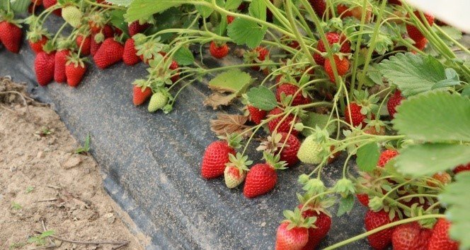 ’çiftlik İlçesine Çilek Tadında Proje’ Hayata Geçiyor