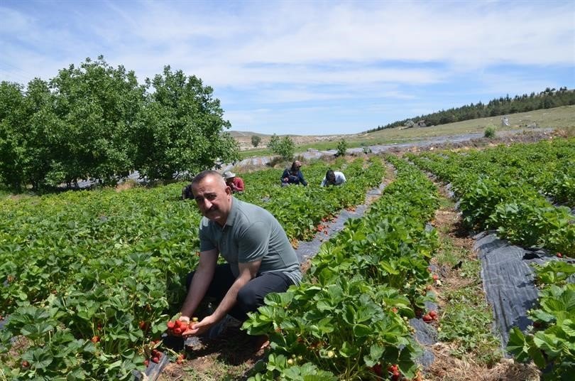 ’çiftlik İlçesine Çilek Tadında Proje’ Hayata Geçiyor