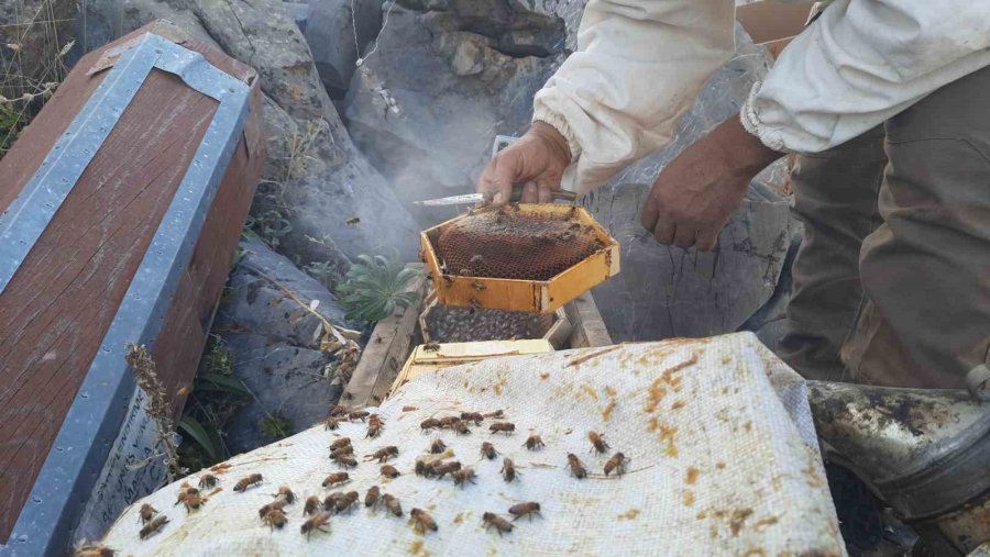 Konya’da 2 Bin 500 Rakımda Ayılar 6 Kovanı Parçaladı