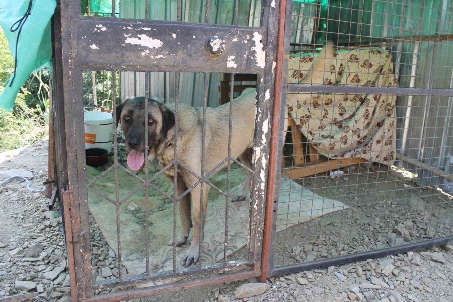 Taş Attığı Köpek Zinciri Kırarak Dehşeti Yaşattı