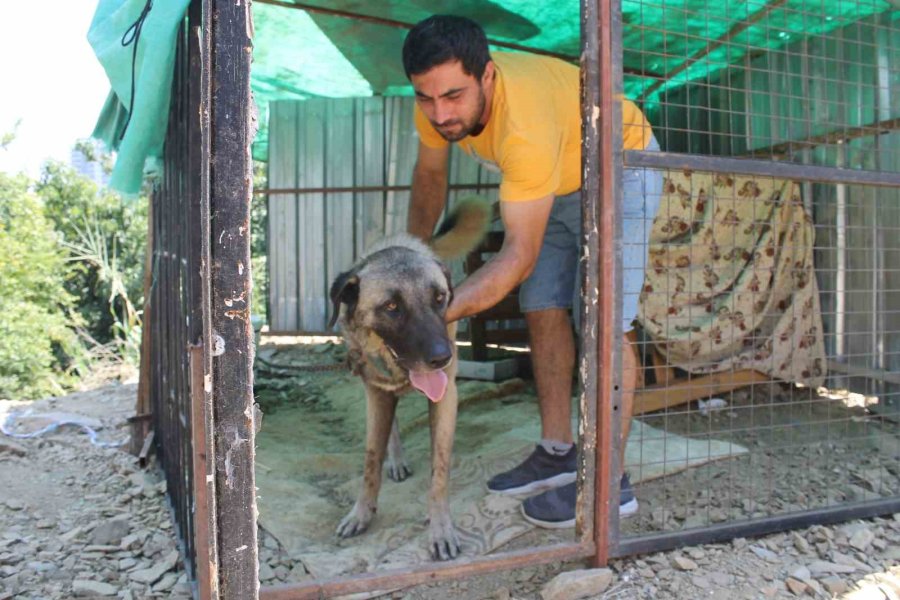 Taş Attığı Köpek Zinciri Kırarak Dehşeti Yaşattı