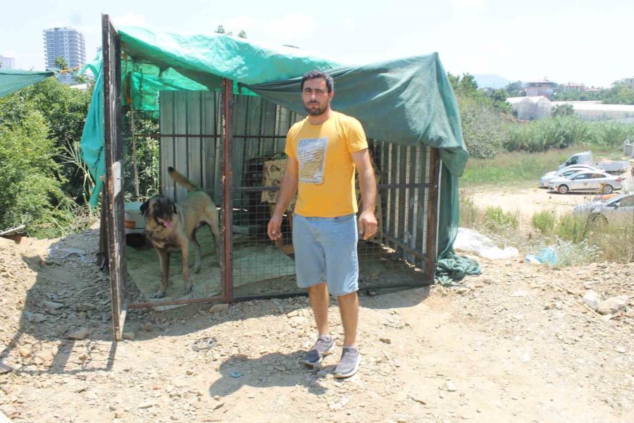 Taş Attığı Köpek Zinciri Kırarak Dehşeti Yaşattı