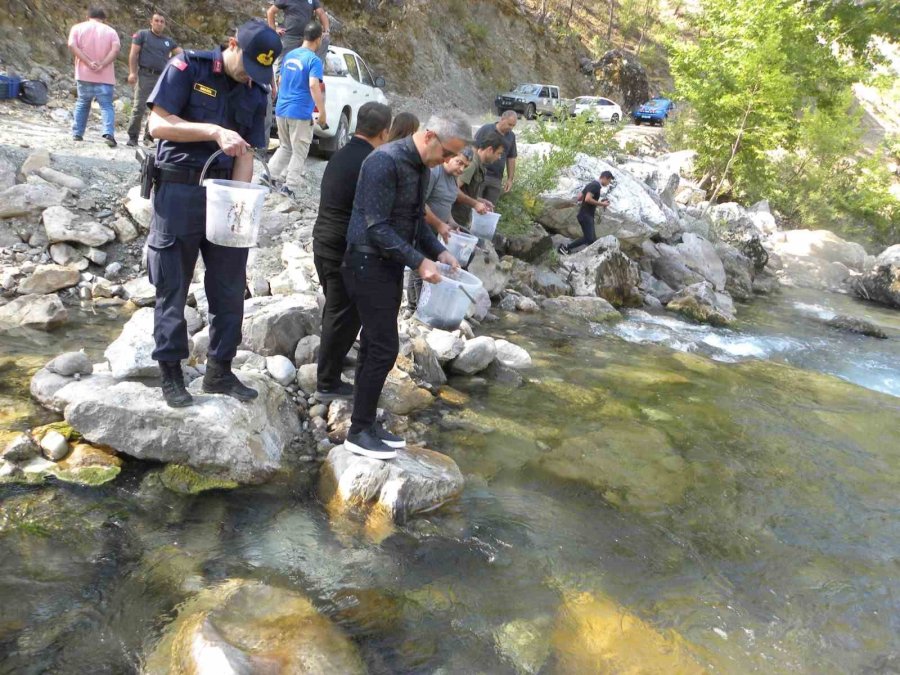 Alara Çayı’na 5 Bin Adet Kırmızı Benekli Alabalık Salındı